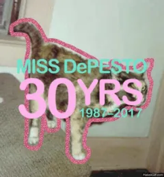 Nordic Selkirk Rex - en ny intresseförening!