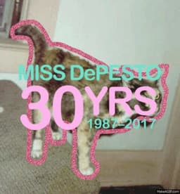 Nordic Selkirk Rex - en ny intresseförening!