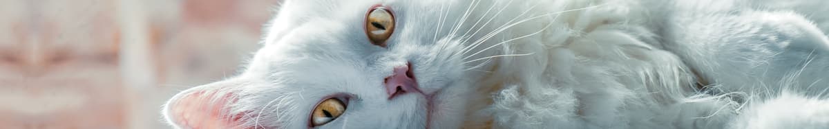 Selkirk Rex