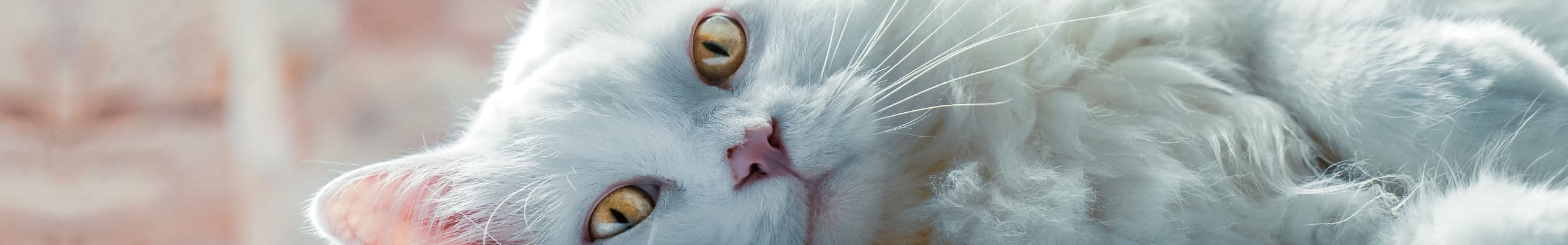 Selkirk Rex iFokus